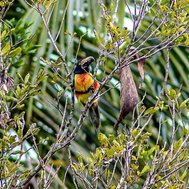 A colorful bird perched among branches surrounded by green foliage.