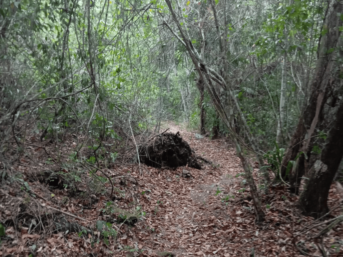 A narrow, leaf-covered path winding through a dense forest.