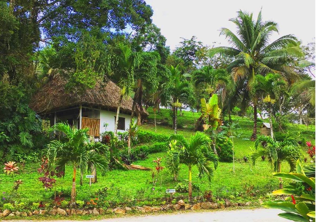 A small thatched-roof house surrounded by lush greenery and palm trees.
