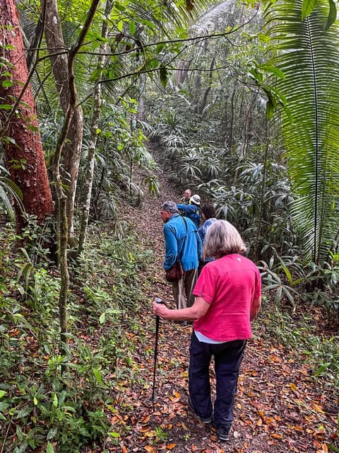A group of hikers navigates a wooded trail in a lush, green forest.