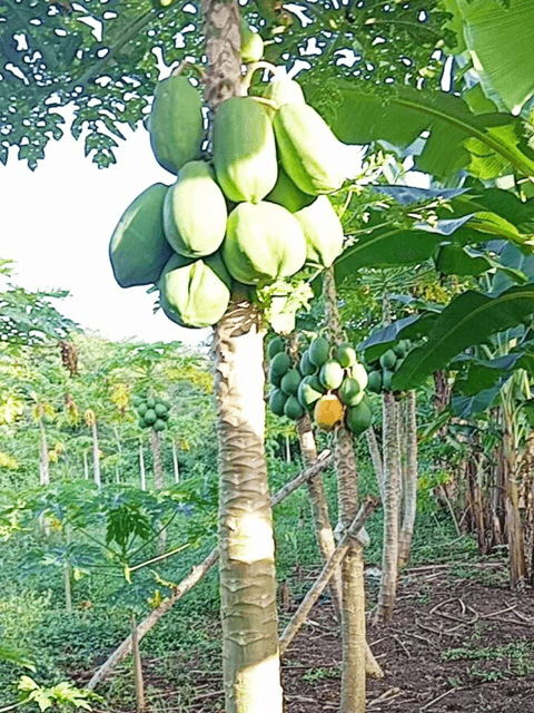 A papaya tree with clusters of green papayas in a lush garden setting.