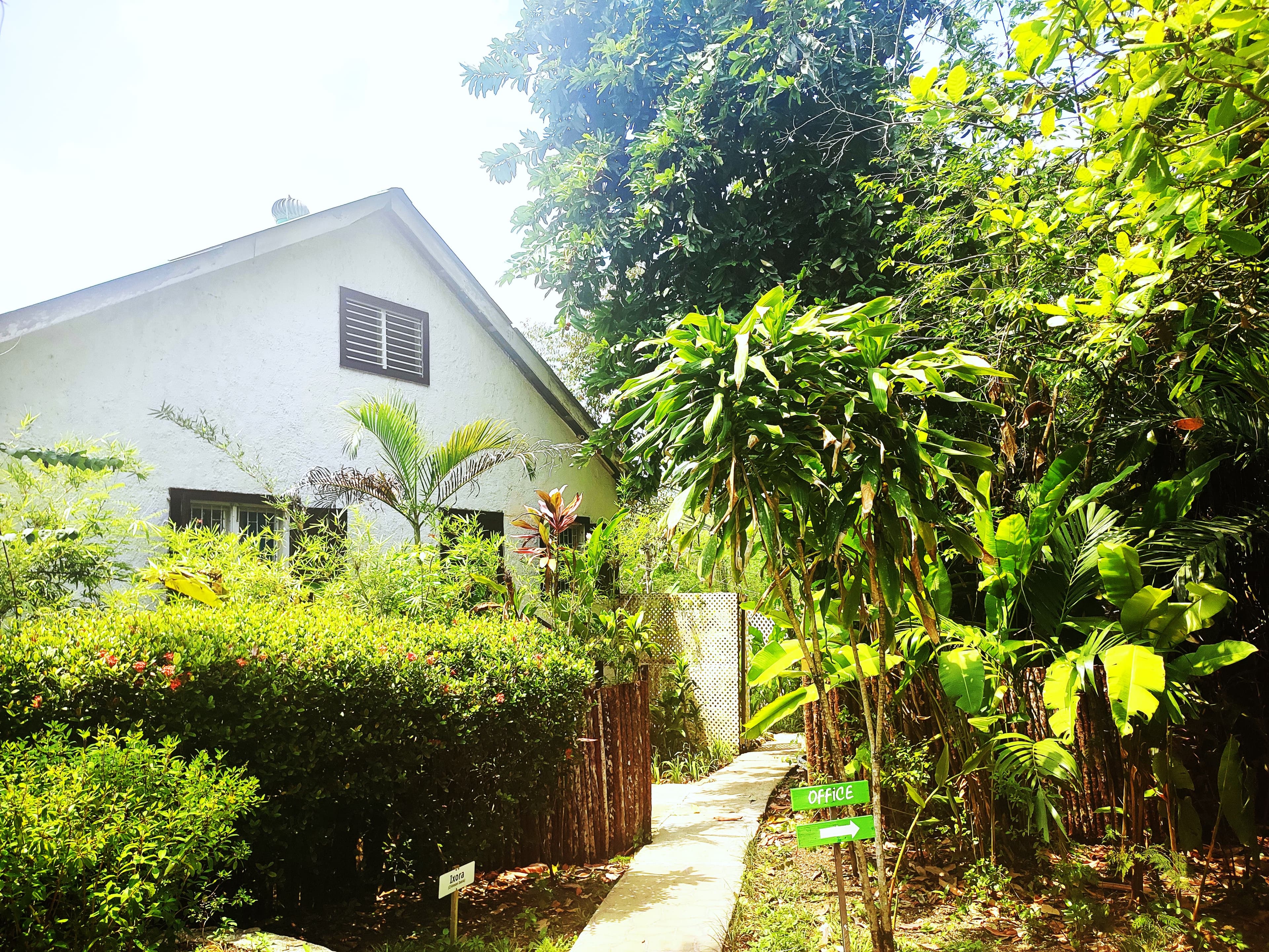 A white, two-story house with dark shutters nestled behind lush tropical greenery, featuring a narrow concrete path leading toward the entrance.