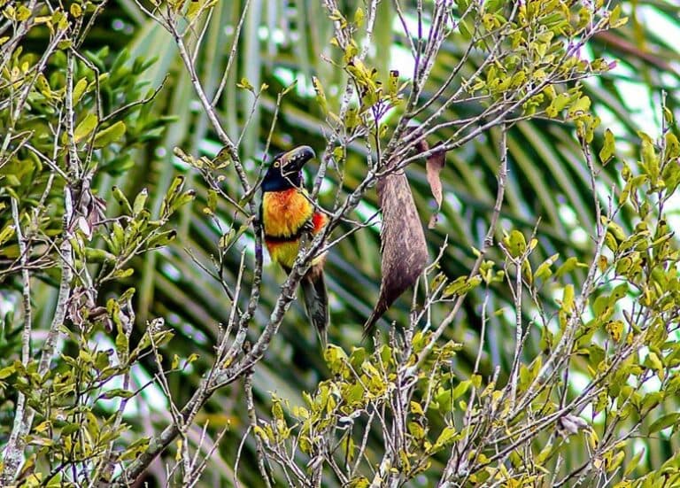 A colorful bird perched among green leaves and branches.