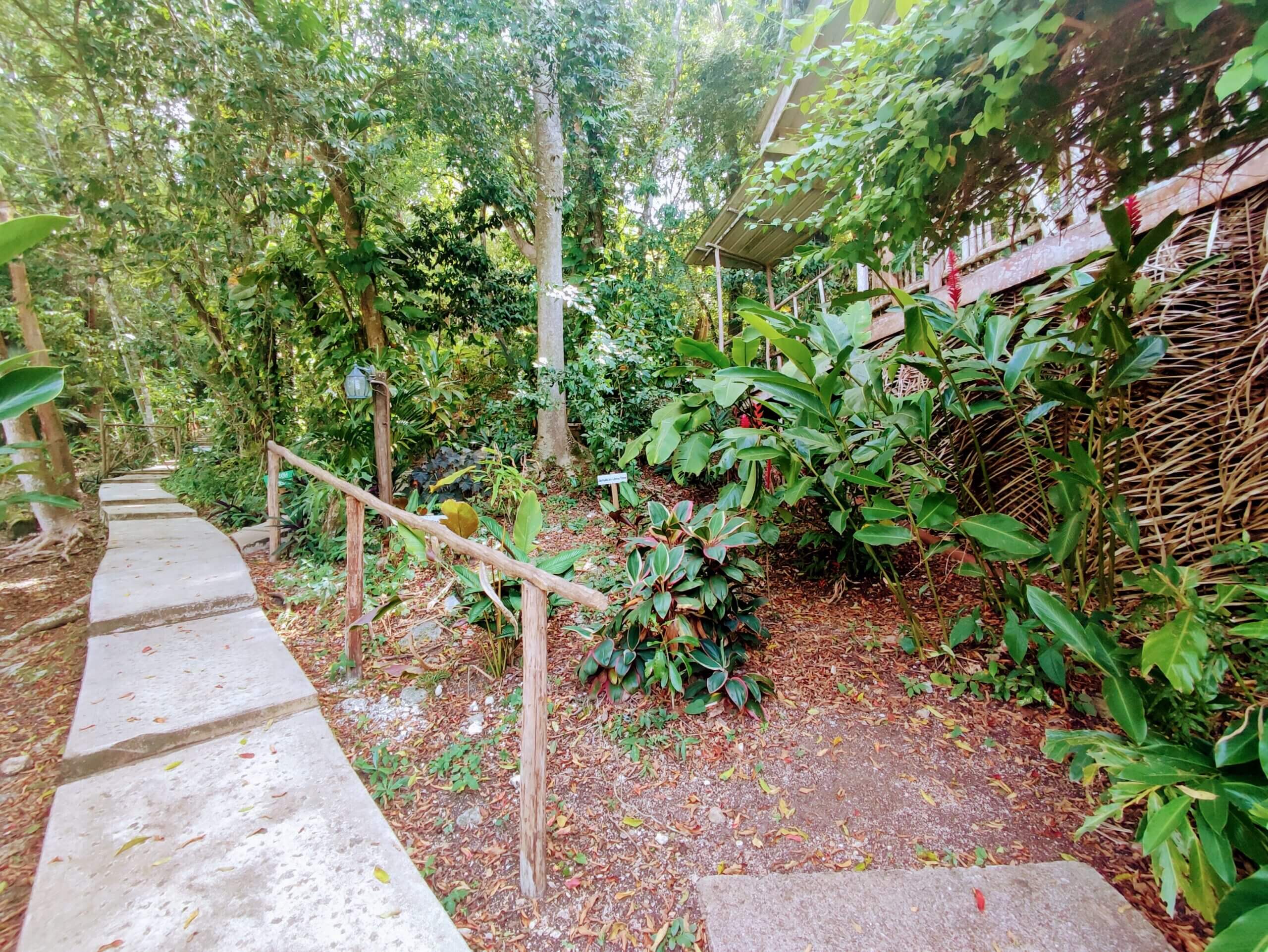 An outdoor concrete pathway with a wooden handrail winds through a lush tropical landscape filled with dense green trees and various jungle plants.